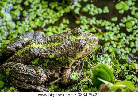 Pool Frog (pelophylax Lessonae) Sitting On The Shore In A Duckweed