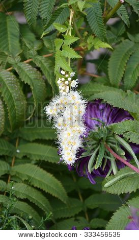 White Flower Of The Sorbaria In The Summer Garden
