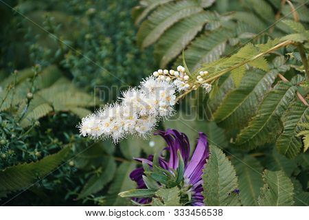 White Flower Of The Sorbaria In The Summer Garden