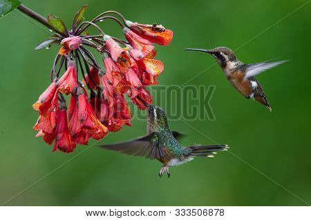 Two Hummingbirds Are Meeting At An Amazing Red Bloom In The Forest Rain. Speckled Hummingbird, Adelo