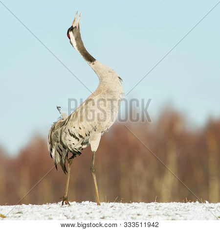 The common Crane, grus Grus Is Dancing In The Typical Environment Near The Lake Hornborga, Sweden