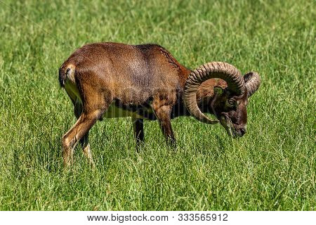European Mouflon, Ovis Orientalis Musimon. Wildlife Animal.