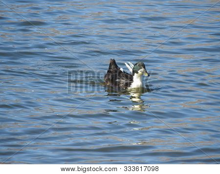 Duclair Duck Spending A Day On The Water, Sierra Nevada Mountains, Lake Isabella, California.