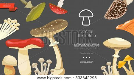 Flat Forest Mushrooms Colorful Template With Morel Chanterelle Russula Enokitake Toadstools Honey An