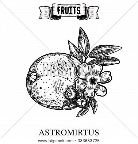 Ink Line Hand Drawn Retro Vector Illustration Of Isolated Fruit. Austromyrtus Dulcis, The Midgen Ber