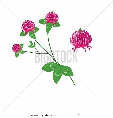A Vector Illustration In Eps 10 Format Of Red Clover And Speedwell Flowers With Foliage In Abstract 