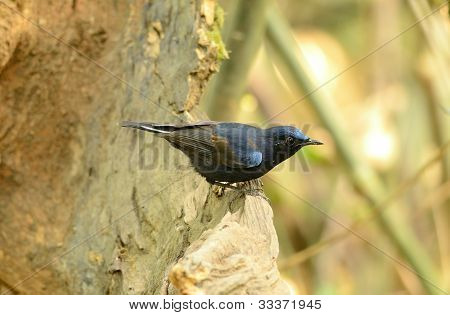 Robin White-tailed maschio