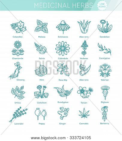 Herbs Collection. Medical Healthy Herbs And Flowers