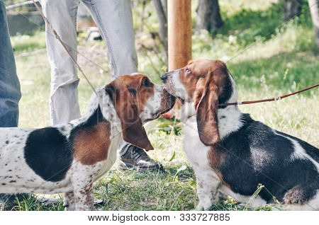 Two Tricolor Beautiful Adorable Basset Hounds Sitting On Grass. Dog Boy And Girl Looks At Each Other