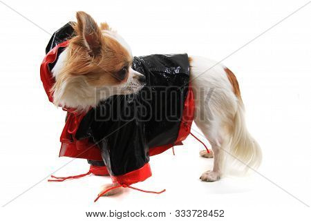 Chihuahua Violka Dressed In New Outfit