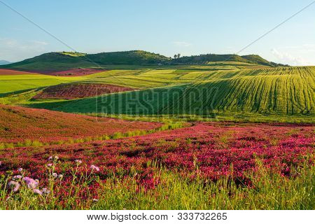 Landscape With Red Blossom Of Honey Flowers Sulla On Pastures And  Green Wheat Fields On Hills Of Si