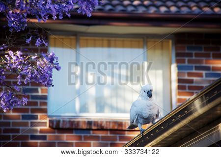 Sulphur-crested Cockatoo Seating On A Roof Near Beautiful Purple Blooming Jacaranda Tree. Urban Wild
