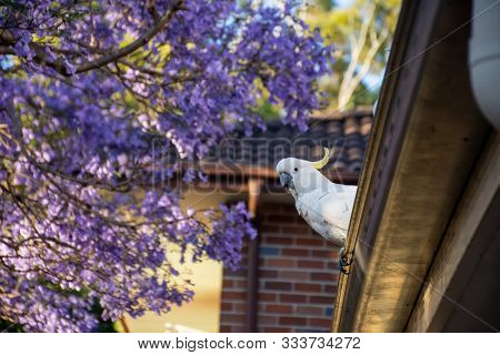 Sulphur-crested Cockatoo Seating On A Roof Near Beautiful Purple Blooming Jacaranda Tree. Urban Wild