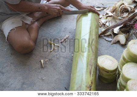 Local People Cut Trunk Of A Banana Into Floating Pieces For Make Krathong For Loy Krathong Festival.