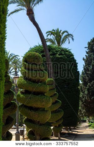 Sculpted Trees In Different Forms In Old Public Park, Genoves Park In Cadiz, Andalusia, Spain In Sum