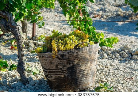 New Harvest Of Ripe White Grape Growing On Special Soil In Andalusia, Spain, Sweet Pedro Ximenez Or
