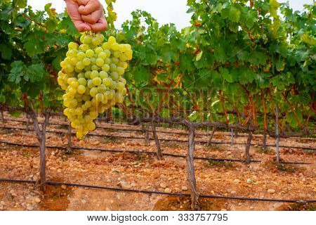 New Harvest Of Famous Sweet Sherry Wine Pedro Ximenez Grape On Vineyards In Montilla-moriles Region,