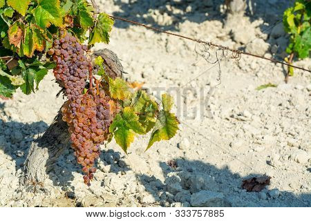 Ripe White Grape Growing On Special Soil In Andalusia, Spain, Sweet Pedro Ximenez Or Muscat, Or Palo