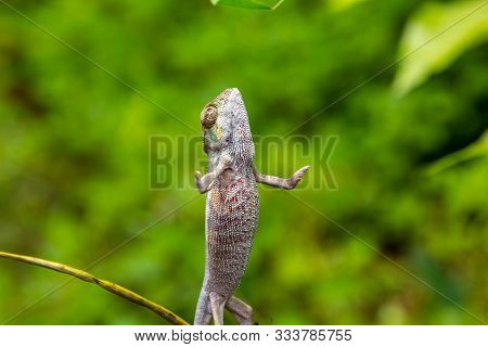 Close-up Of Upright Standing Panther Chameleon (furcifer Pardalis) In Lokobe Nature Strict Reserve I