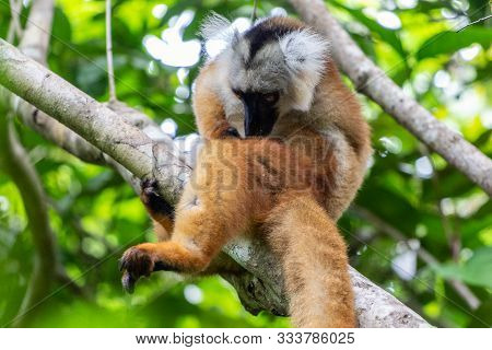 Lemur Sitting On A Tree At Lokobe Nature Strict Reserve In Madagascar, Nosy Be, Africa