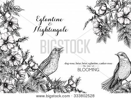 Dog-rose, Briar, Brier, Eglantine, Canker-rose And Nightingale. Template For Wedding Invitation, Gre