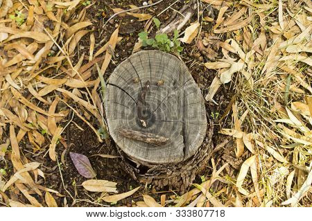 Tree Stump With A Funny Face Standing On A Forest Floor Covered With Dry Fallen Eucalyptus Leaves, G