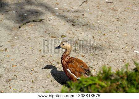 Ruddy Shelduck, Tadorna Ferruginea. The Ruddy Shelduck Tadorna Ferruginea , Known In India As The Br