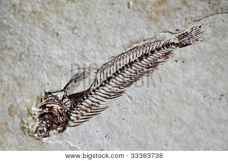 Scheletro fossile di pesce