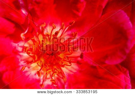 A Macrograph Of Rose Showing Petals And Pollen