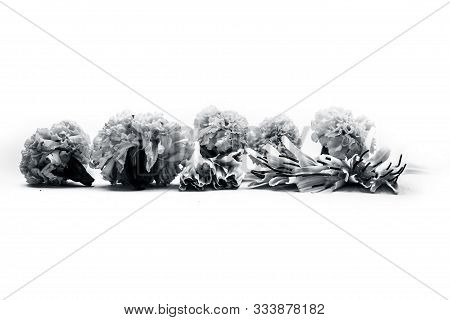 Close Up Of Fresh-cut Narcissus Or Nargis Flowers Isolated On White. Also Known As Poets Daffodil. A
