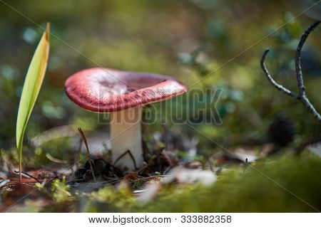 Russula Mushroom In Forest. Little Edible Fungus. Edible Tasty Mushroom.