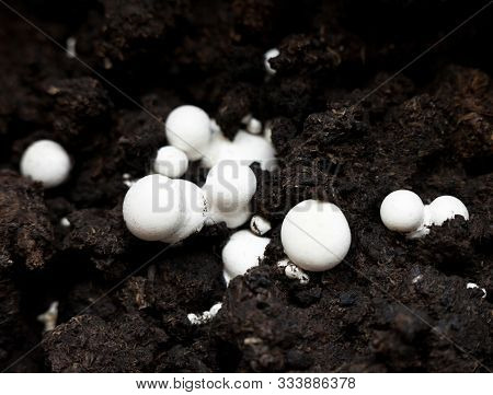 Growing Button Mushrooms (agaricus Bisporus, Champignon, Portobello, Common Mushroom). White Mushroo