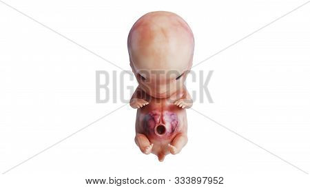 Embryo Human Fetus Unborn Baby, Front View. 3d Rendering
