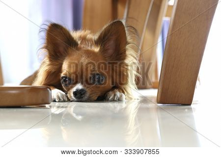 Chihuahua Dogs That Lie Lying On The Ground.