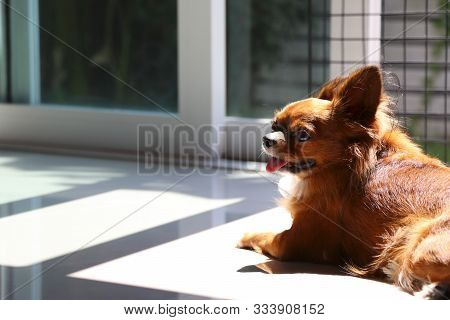 Chihuahua Sunbathing On The Floor. Sunbathing For The Health Of Pets.