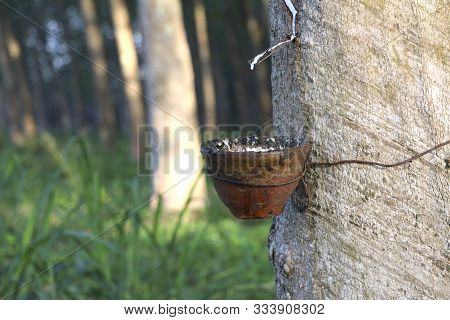 Rubber Tree In The Garden Are Making Rubber Tapping To Remove Latex.