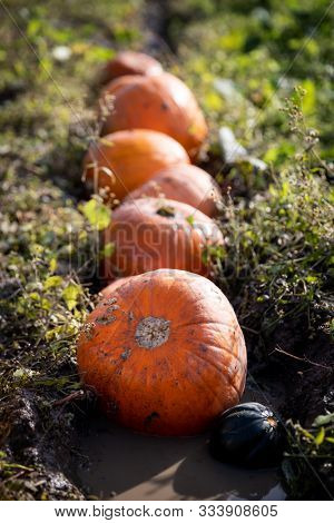 A row of pumpkins in a waterlogged field. Shallow depth of filed with focus on first fruit.