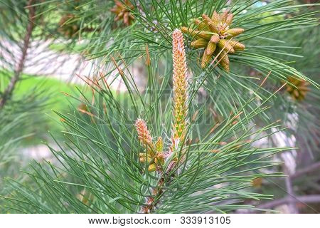 Small Young Cones Looks Like Amazing Flowers On Pine Tree Branches, Closeup. Growing Beautiful Pine 