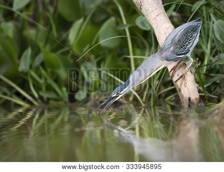 Close Up Of A Striated Heron Fishing In The River, Pantanal, Brazil.