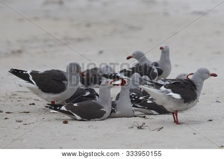 Group Of Dolphin Gulls (leucophaeus Scoresbii) On A Sandy Beach In The Falkland Islands.
