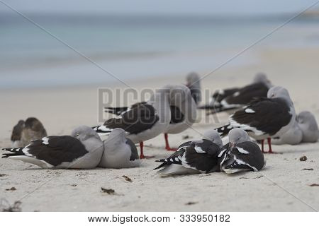 Group Of Dolphin Gulls (leucophaeus Scoresbii) On A Sandy Beach In The Falkland Islands.