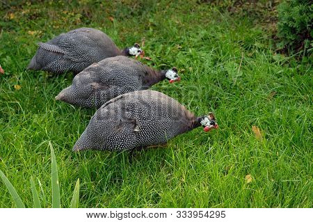 Three Guinea Fowl On A Background Of Green Grass Close-up. In The Autumn Park Among Green Grass Walk