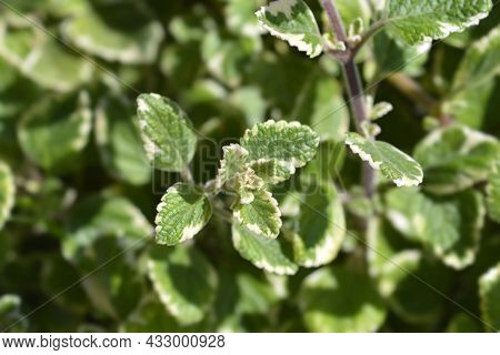 Swedish Ivy Marginatus Leaves - Latin Name - Plectranthus Forsteri Marginatus