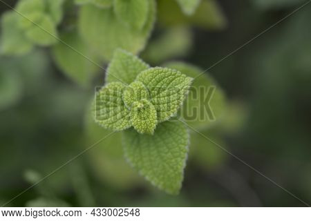 Lindenleaf Sage Leaves - Latin Name - Salvia Tiliifolia