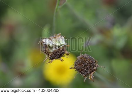 Small Fleabane Seed Head - Latin Name - Pulicaria Vulgaris