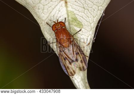 Adult Acalyptrate Fly Of The Zoosubsection Acalyptratae