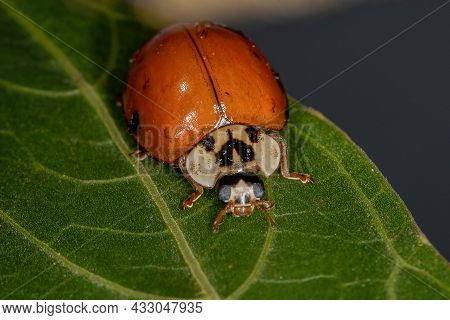 Adult Asian Lady Beetle Of The Species Harmonia Axyridis