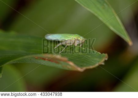Adult Typical Leafhopper Of The Family Cicadellidae