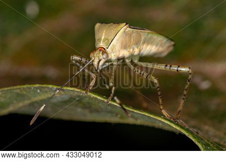 Adult Leaf-footed Bug Of The Genus Hypselonotus