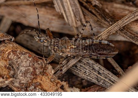 Adult Assassin Bug Of The Genus Cosmoclopius